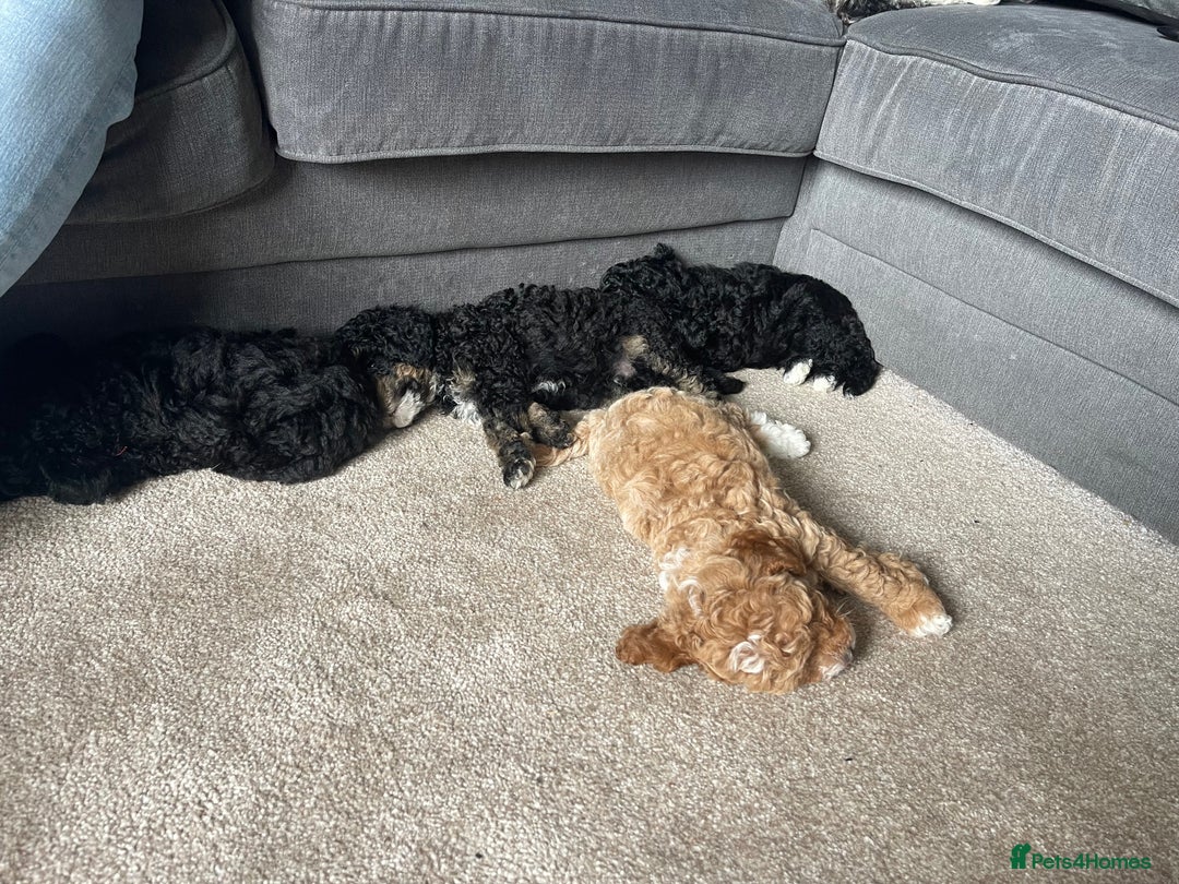 Toy Poodle dogs for sale: KC toy poodle puppies - Image 2