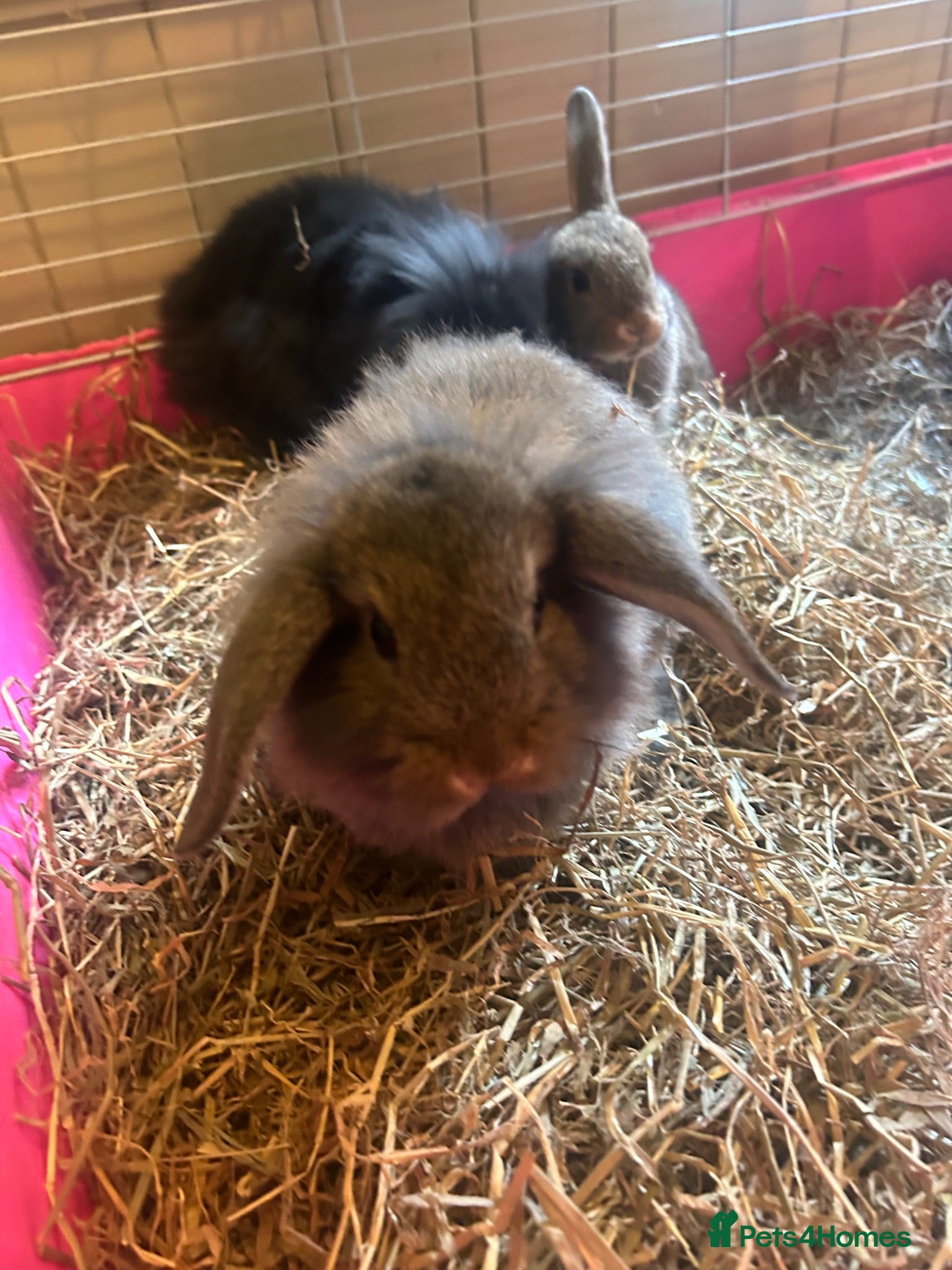 Mixed Breed rabbits Mixed breed rabbits - Advert 18