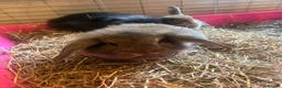 Mixed Breed rabbits for sale: Mixed breed rabbits in Durham - Advert 1