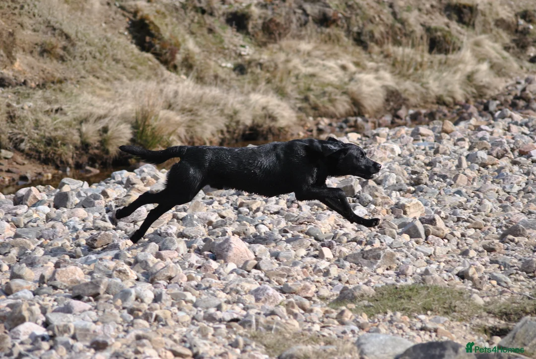Labrador Retriever dogs for stud: Proven, KC Registered & Fully Health Tested in Laurencekirk - Advert 2