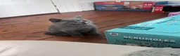 British Shorthair cats for sale: Beautiful GCCF kittens - Ready Now  - Advert 3
