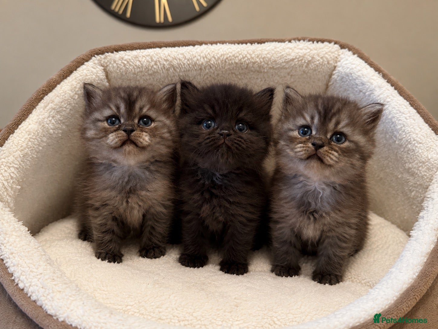 Persian cats Last 3 remaining - Chinchilla Persian Kittens  - Advert 5
