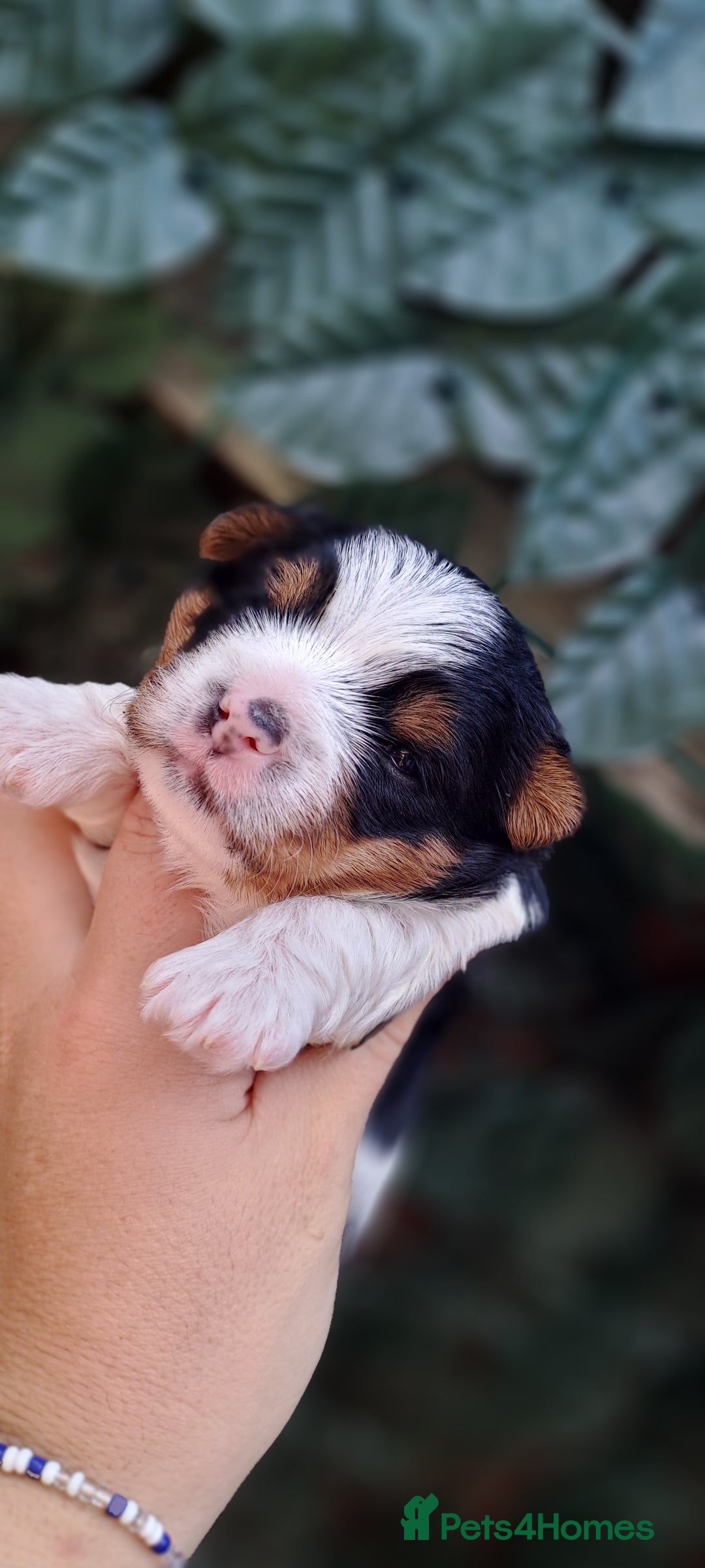 Yorkshire Terrier dogs for sale: Beautiful Biewer Yorkshire pups*LASTBOY Readynow* in Andover - Image 24