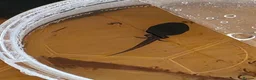 Frog reptiles for sale: Dendrobates tinctorius Azules Dart Frog Tadpoles - Advert 3