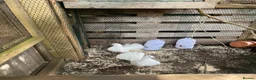 Mixed Breed poultry for sale: Fantail Dove’s x6  - Advert 3