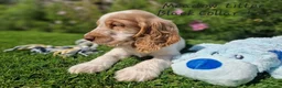 Cocker Spaniel dogs for sale: Pedigree Cocker Spaniel Puppies  - Advert 12