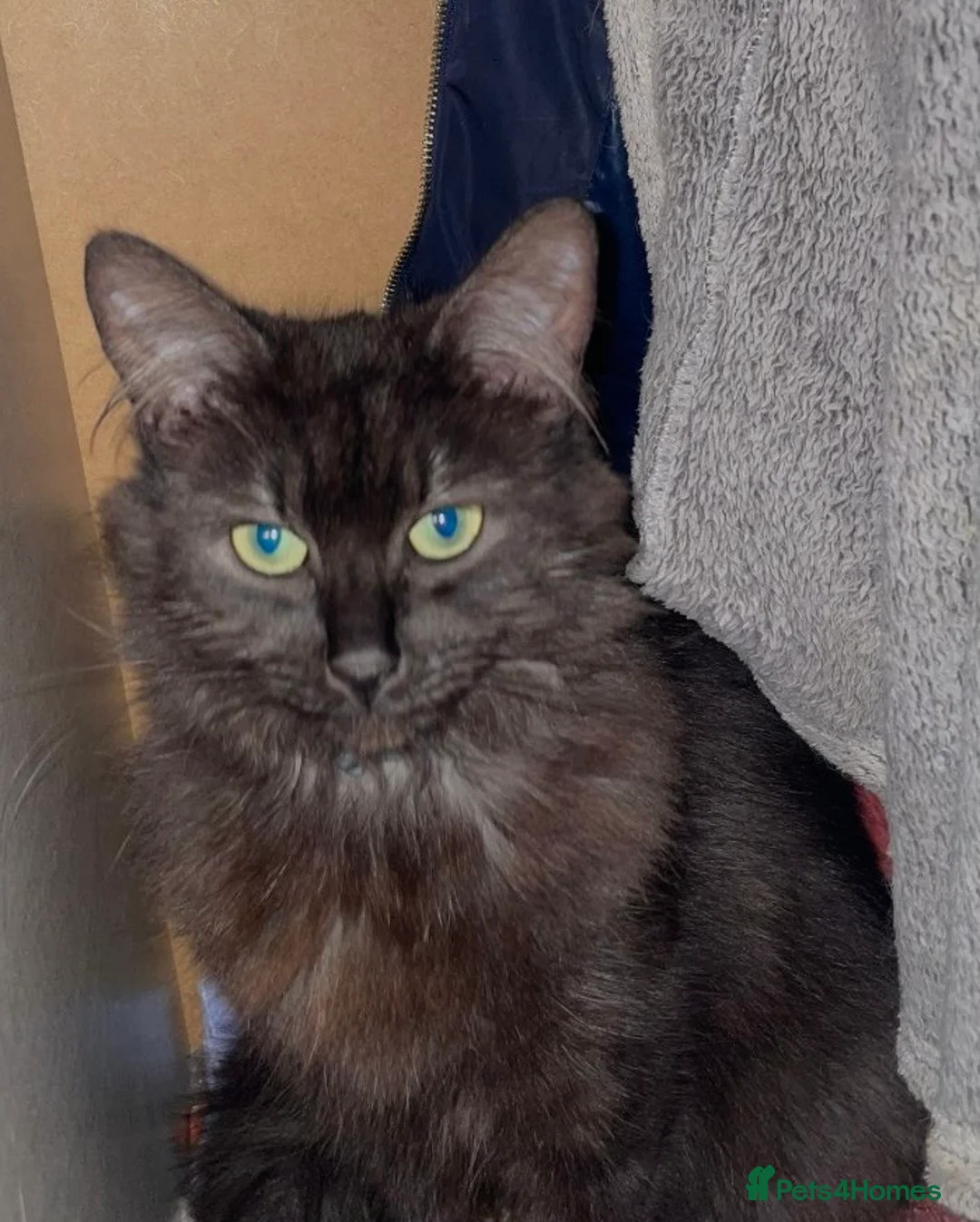 Mixed Breed cats for sale: 3 beautiful kittens in dartford - Advert 2