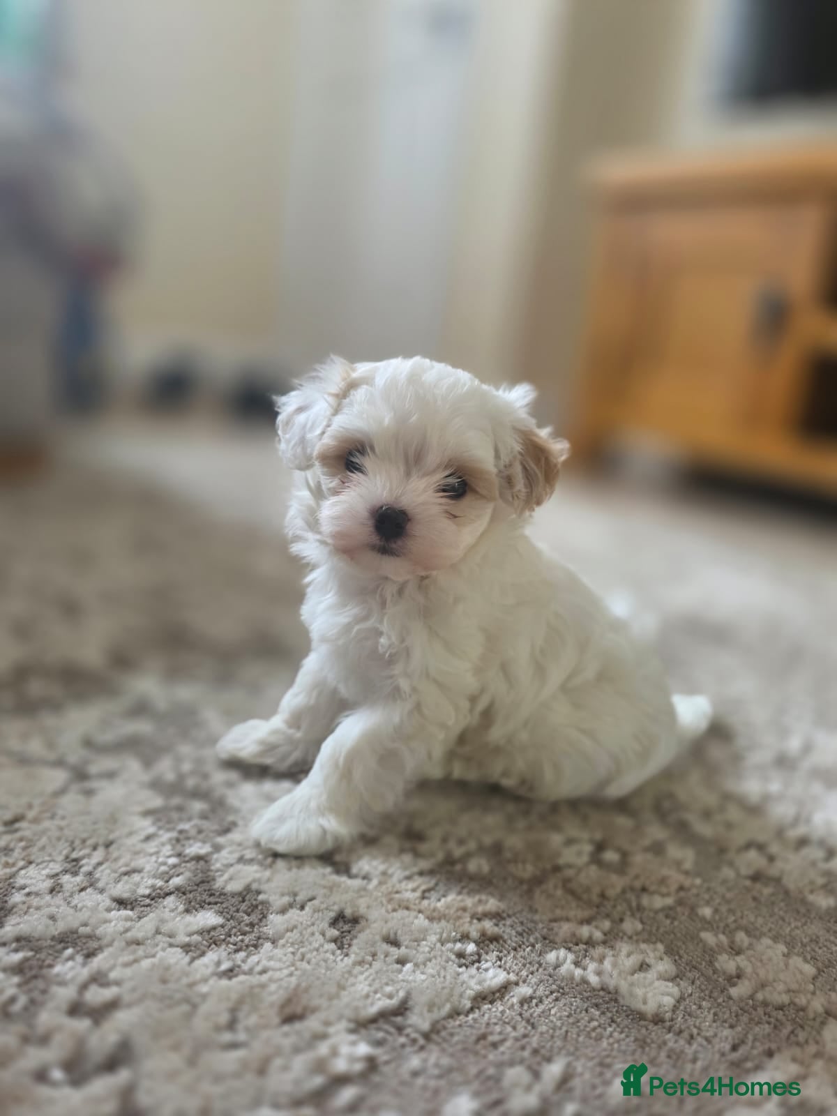 Maltipoo dogs F1 Korean Toy Maltipoo, Dna health tested mum - Advert 2