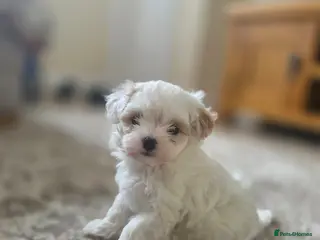 Maltipoo dogs F1 Korean Toy Maltipoo, Dna health tested mum - Advert 2