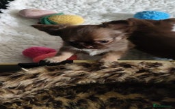 Chihuahua dogs for sale: Only one beautiful boy left,he's totally stunning  - Image 36