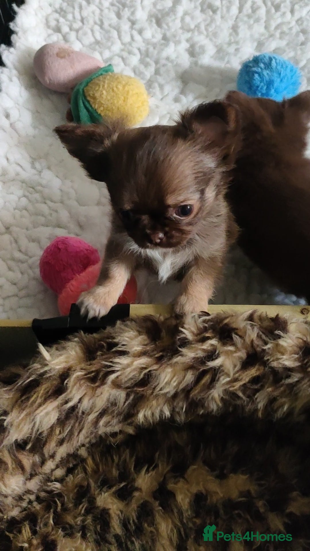 Chihuahua dogs for sale: Only one beautiful boy left,he's totally stunning  - Image 36