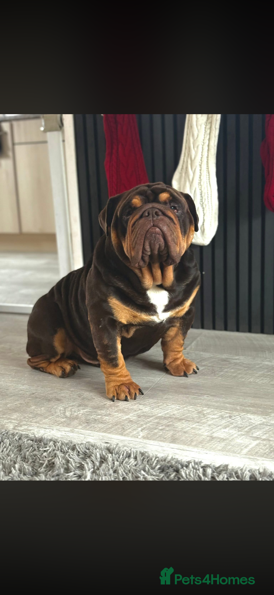 English Bulldog dogs 🔥🏴󠁧󠁢󠁳󠁣󠁴󠁿English bully STUD🏴󠁧󠁢󠁳󠁣󠁴󠁿🔥 - Advert 3