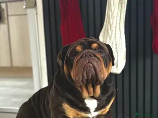 English Bulldog dogs 🔥🏴English bully STUD🏴🔥 - Advert 3