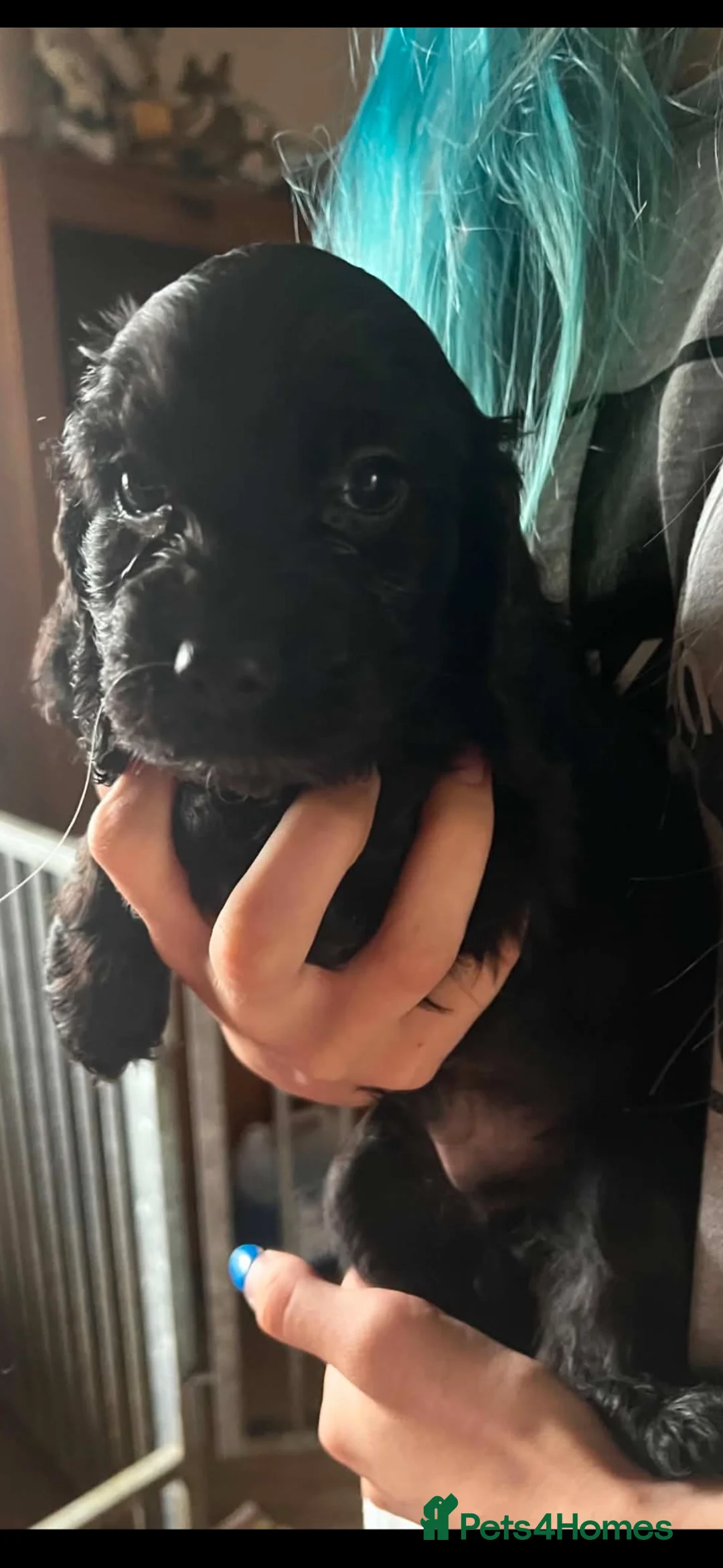 Cocker Spaniel dogs for sale: Lovely spaniel boys  - Advert 6