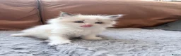 Ragdoll cats for sale: Adorable little Ragdolls  - Advert 21