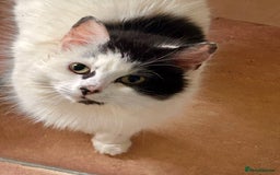 Mixed Breed cats for sale: Fluffy kittens READY NOW - Image 5