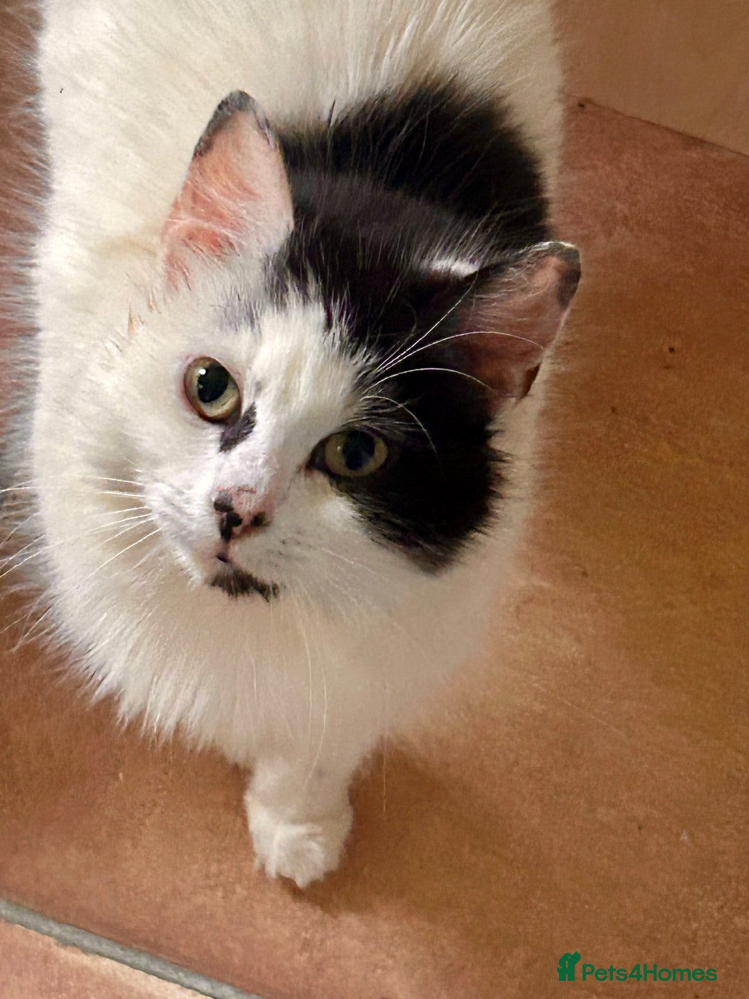 Mixed Breed cats for sale: Fluffy kittens READY NOW - Image 5