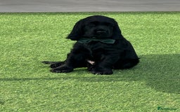 Cocker Spaniel dogs for sale: LAST BOY - Show Cocker Spaniel  in Newport - Image 9