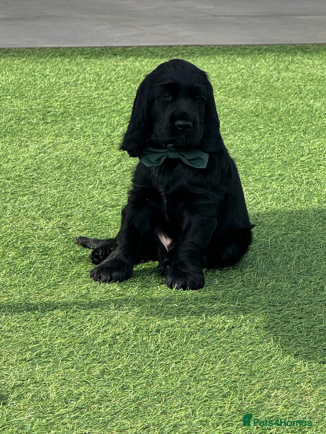 Cocker Spaniel dogs for sale: LAST BOY - Show Cocker Spaniel  in Newport - Image 9