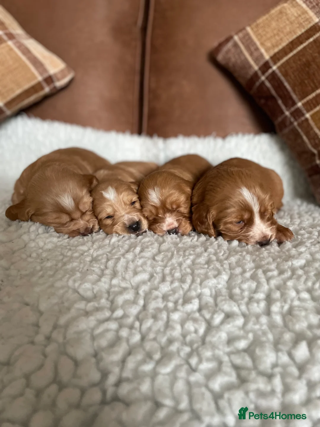 Cocker Spaniel dogs for stud: George - Professional Stud Service  in Eastleigh - Advert 20