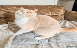 British Shorthair cats for sale: Retired fawn tortie + white British Shorthair  - Image 4