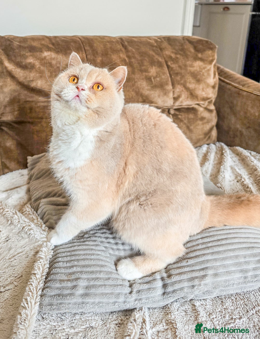 British Shorthair cats for sale: Retired fawn tortie + white British Shorthair  - Image 4