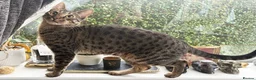 Savannah cats for sale: F6 SBT Savannah boy Koffee - Advert 9