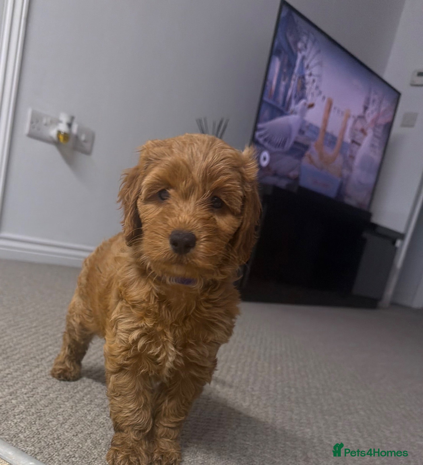 Cockapoo dogs for sale: BEAUTIFUL F1 COCKAPOO  - Advert 14
