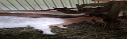Goats livestock for sale: Boer cross golden gurnsey goats - Advert 2