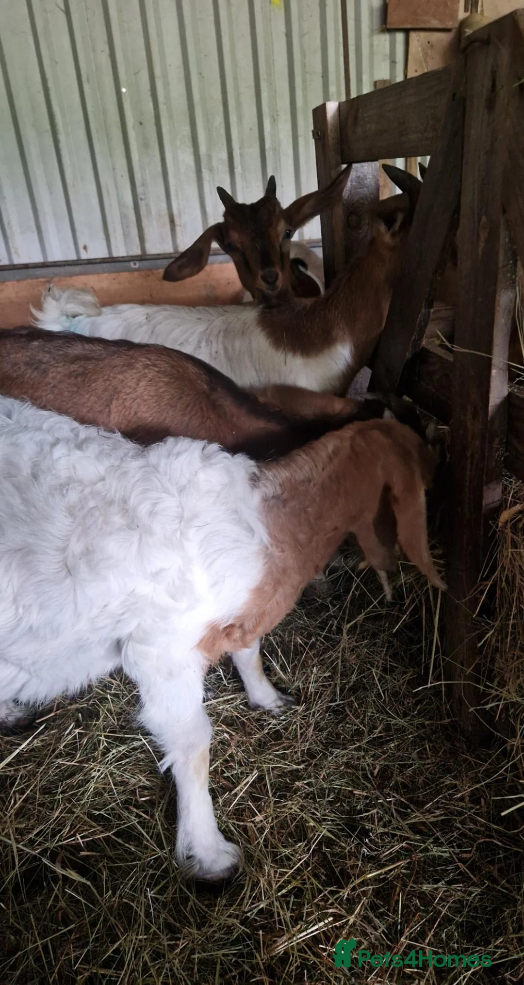 Goats livestock for sale: Boer cross golden gurnsey goats - Advert 2