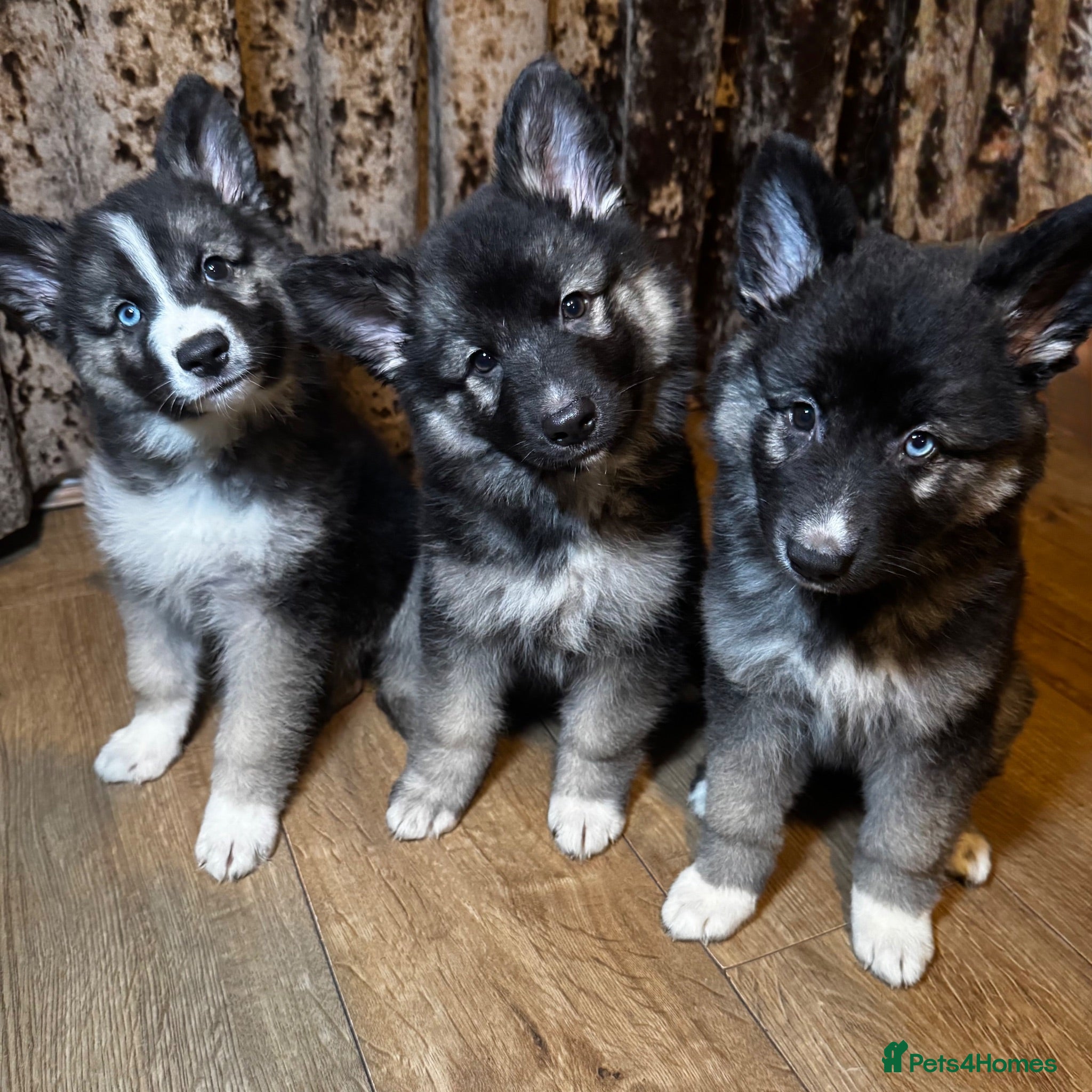 German Shepherd dogs 🐾 Stunning 8 Week Old German Shepherd Puppies 🐾 - Advert 13