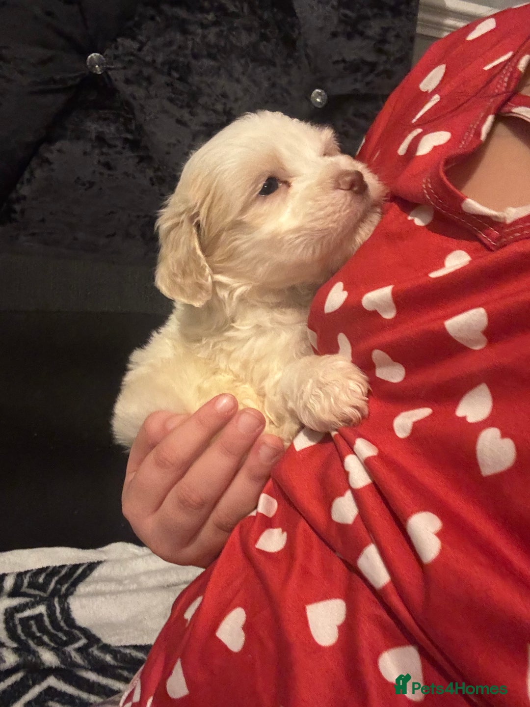 Bichon Frise dogs for sale: Bichon Frise - Advert 7