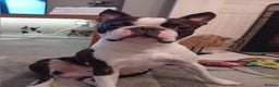 Boston Terrier dogs for stud: My handsome boy ready for stud - Advert 9