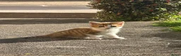 British Shorthair cats for sale: British shorthair mix - Advert 9