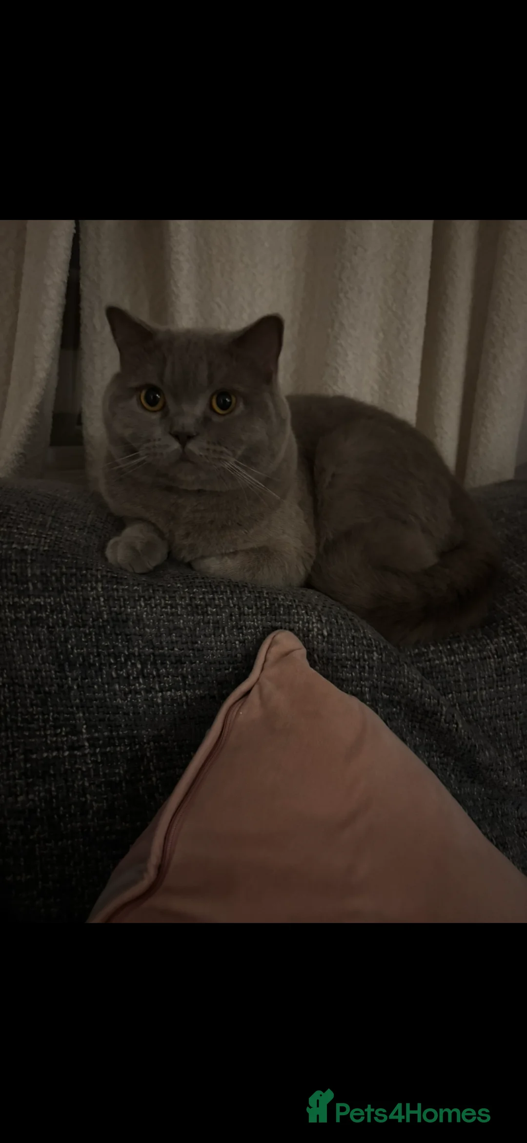 British Shorthair cats for sale: Sweet boy looking for childfree home  - Advert 5