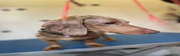 Miniature Dachshund dogs for sale: Miniature isabella tan dapple smooth dachshund  - Advert 2