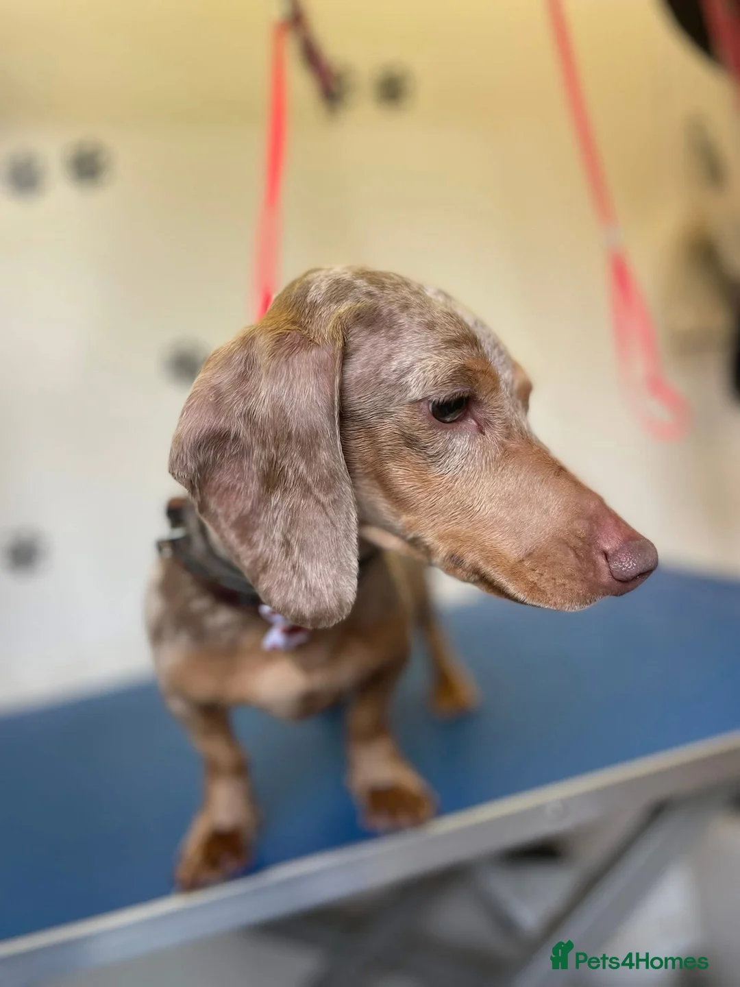Miniature Dachshund dogs for sale: Miniature isabella tan dapple smooth dachshund  - Advert 2
