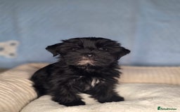 Yorkshire Terrier dogs for sale: Rare Black Yorkie 5-Gen Pedigree–£900–Ready Now 🐾 - Image 7