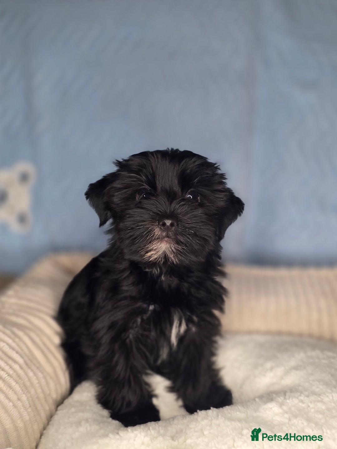 Yorkshire Terrier dogs for sale: Rare Black Yorkie 5-Gen Pedigree–£900–Ready Now 🐾 - Image 7