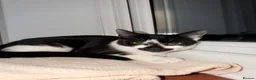 British Longhair cats for sale: Sweet and adorable 🥹💕 in Southampton - Advert 3