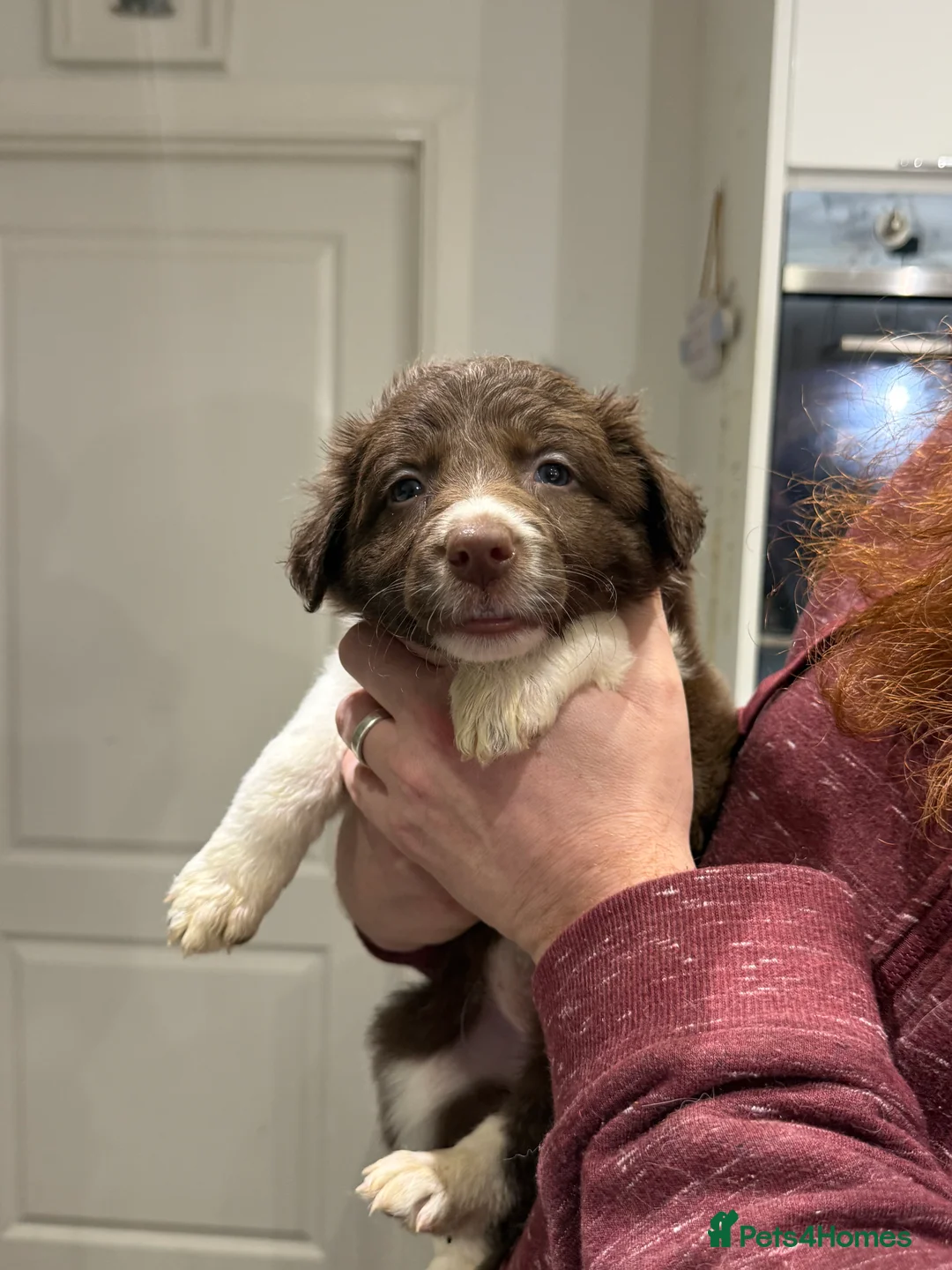 Border Collie dogs for sale: Border Collie red  - Advert 10