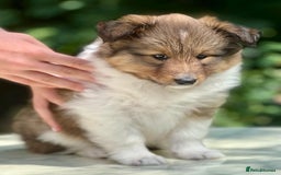 Shetland Sheepdog dogs for sale: Shetland Sheepdog/Sheltie puppy - Image 12