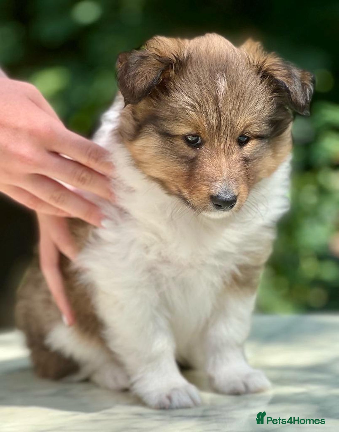 Shetland Sheepdog dogs for sale: Shetland Sheepdog/Sheltie puppy - Image 12