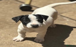 Jack Russell dogs for sale: Last two beautiful Jack Russell bitches - Image 12