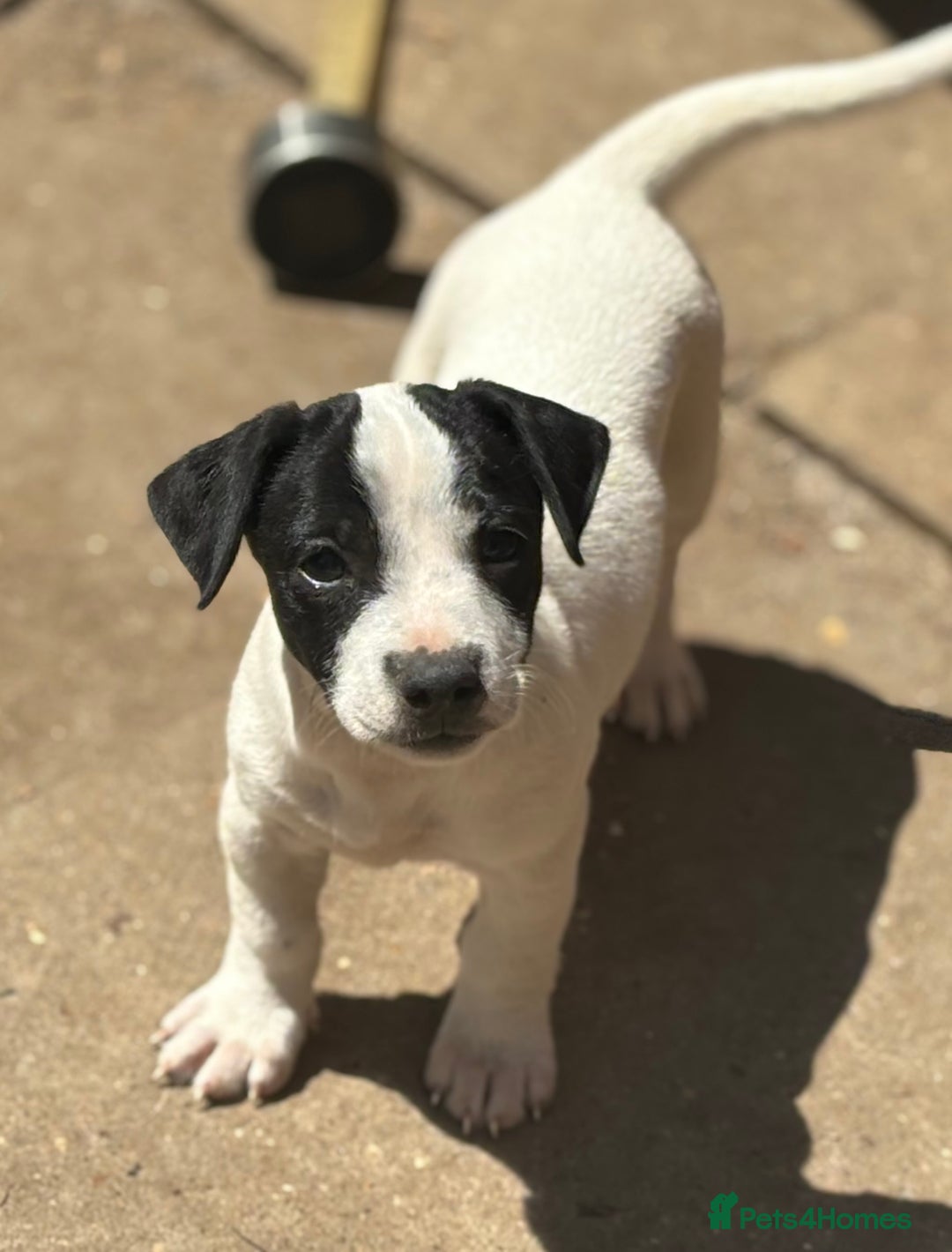 Jack Russell dogs for sale: Last two beautiful Jack Russell bitches - Image 12