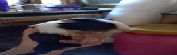 Guinea Pig rodents for sale: Baby guinea pig mix lot of males and females - Advert 2