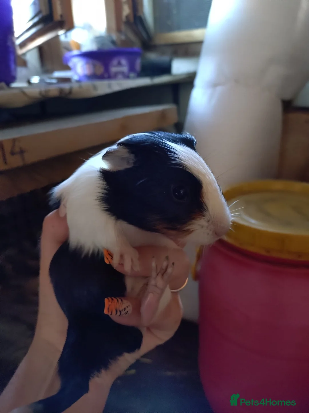 Guinea Pig rodents for sale: Baby guinea pig mix lot of males and females - Advert 2