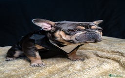 French Bulldog dogs for sale: 2 🟪 French bulldog mums carries fluffy‼️Ready now - Advert 20