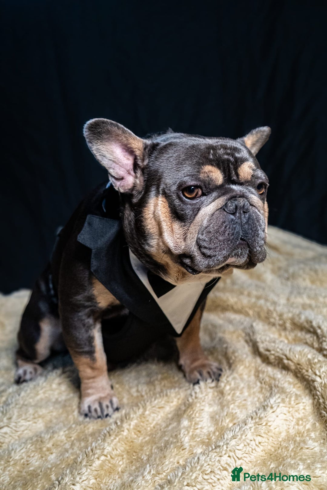 French Bulldog dogs for sale: 2 🟪 French bulldog mums carries fluffy‼️Ready now - Advert 20