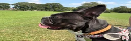 Boston Terrier dogs for sale: Muffin a 4 year old Boston terrier  - Advert 3